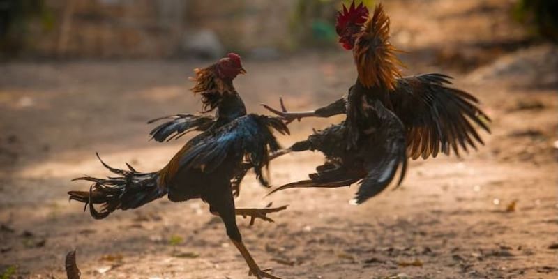 Đá Gà Tại Nhà Cái Bongvip Đa Dạng Thể Loại Tỷ Lệ Ăn Thưởng Cao